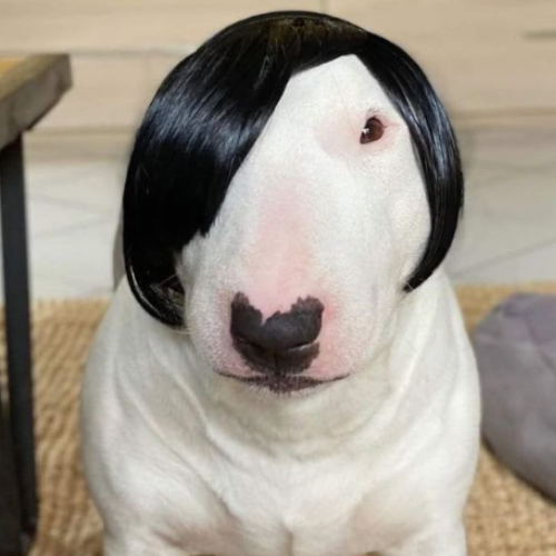 HODOGMO MOON DOG